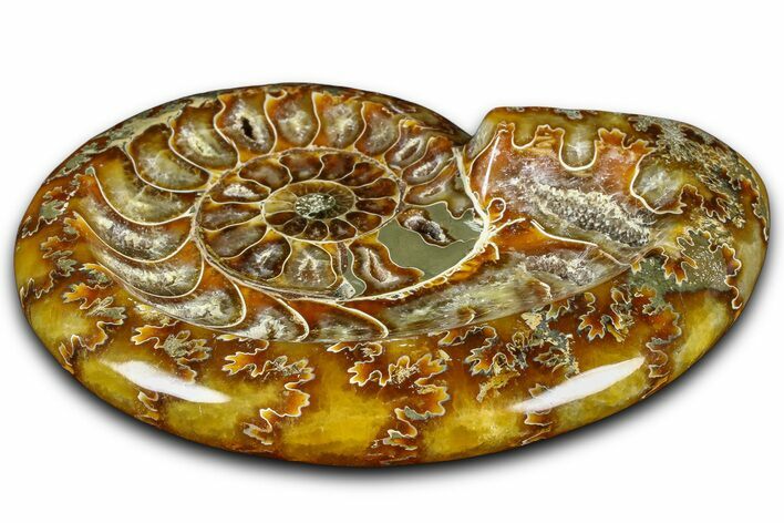 Polished Fossil Ammonite Dish - Madagascar #361379